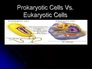 Prokaryotic Cells Vs. Eukaryotic Cells