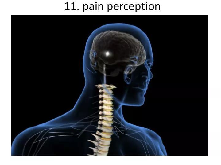 11 pain perception