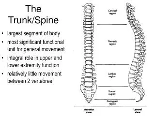 the trunk spine