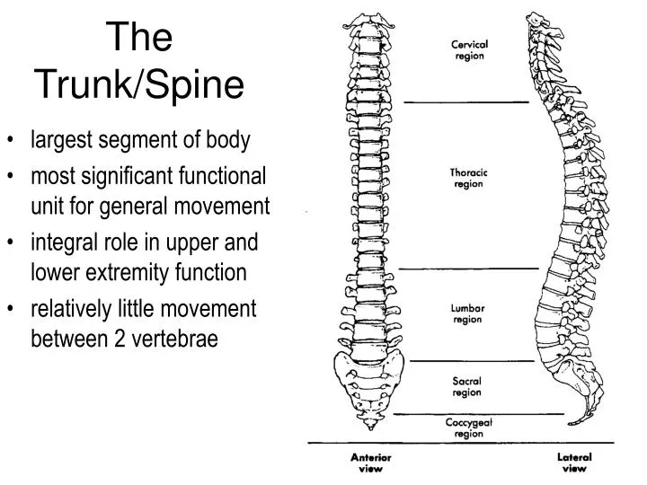 the trunk spine