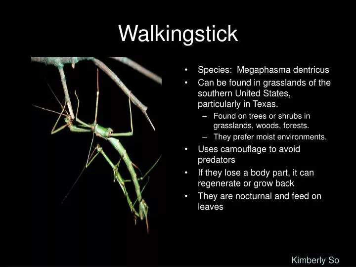 walkingstick