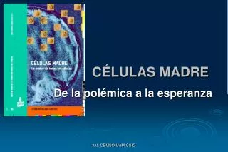 c lulas madre