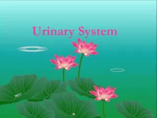 Urinary System