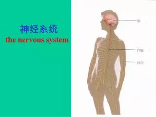 神经系统 the nervous system