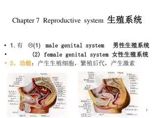 chapter 7 reproductive system