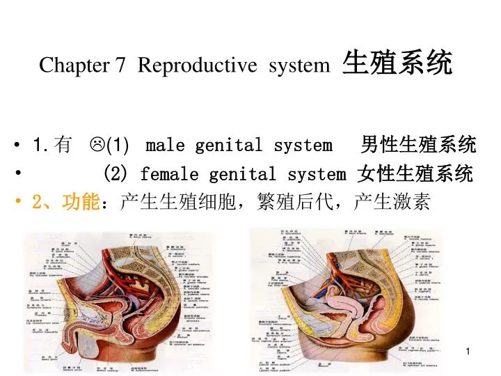 chapter 7 reproductive system