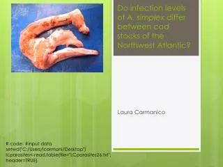 Do infection levels of A. simplex differ between cod stocks of the Northwest Atlantic?