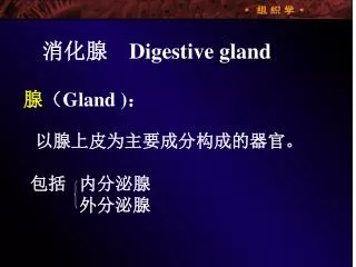 消化腺 Digestive gland