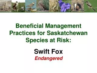 Beneficial Management Practices for Saskatchewan Species at Risk: Swift Fox Endangered