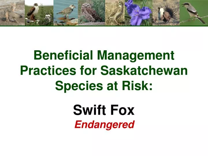 beneficial management practices for saskatchewan species at risk swift fox endangered