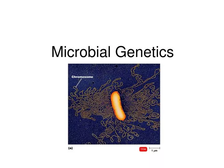 microbial genetics