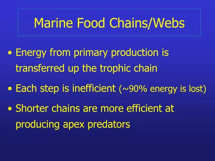 marine food chains webs