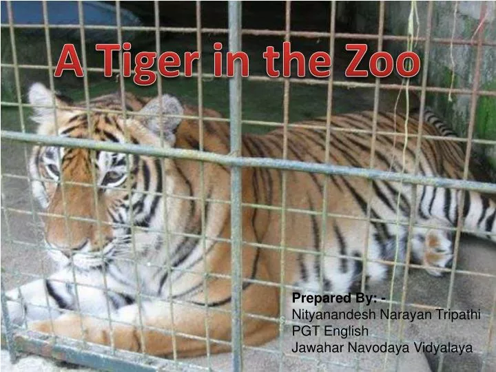 a tiger in the zoo