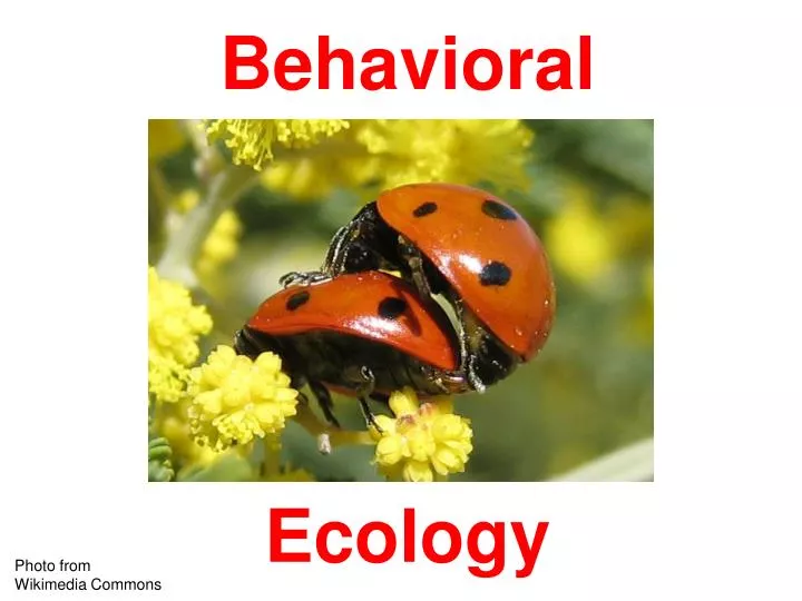 Ppt Behavioral Ecology Powerpoint Presentation Free Download Id6874914 3120