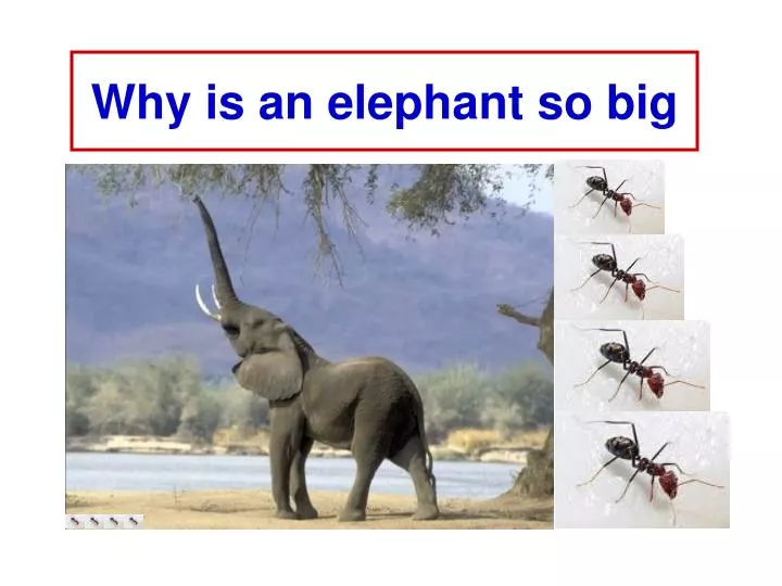 why is an elephant so big