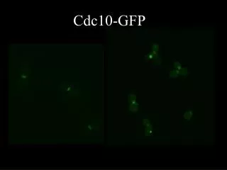 Cdc10-GFP