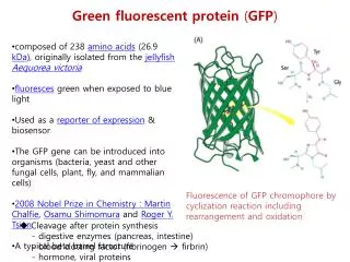 Fluorescence of GFP chromophore by cyclization reaction including rearrangement and oxidation