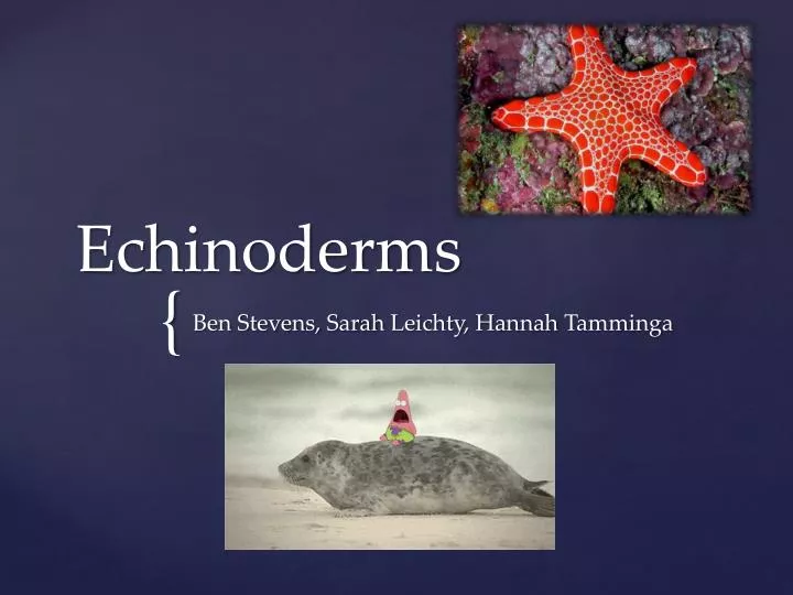 echinoderms