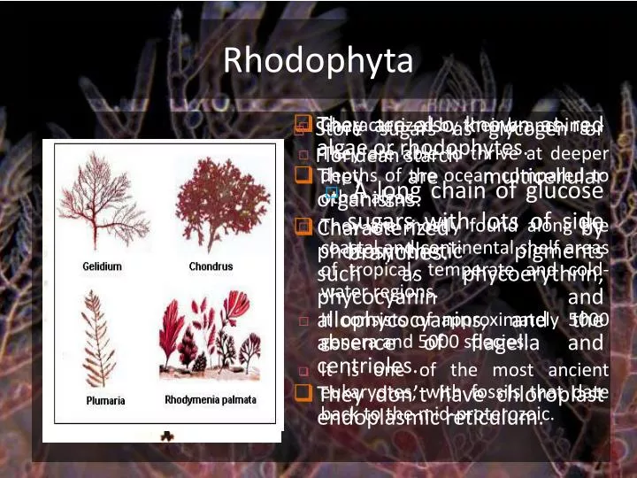 rhodophyta