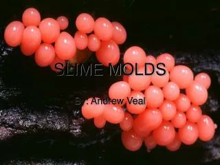 SLIME MOLDS