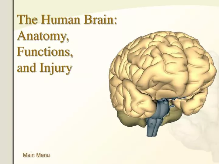 the human brain anatomy functions and injury