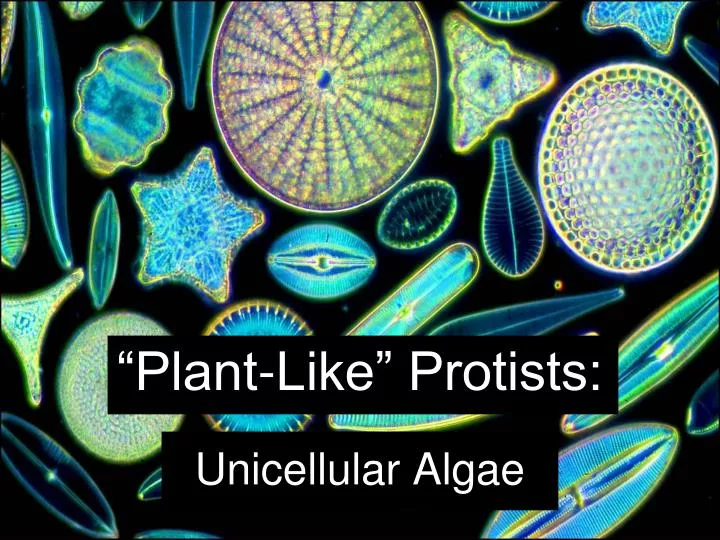 plant like protists