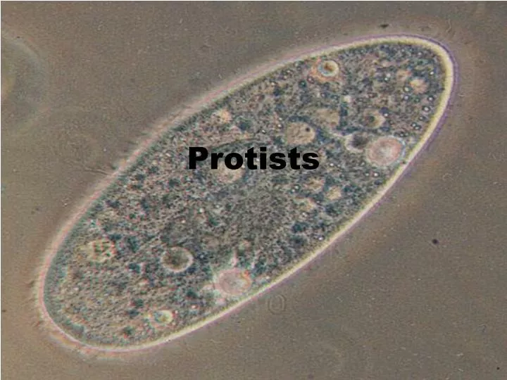 protists