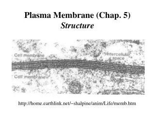 Plasma Membrane (Chap. 5) Structure