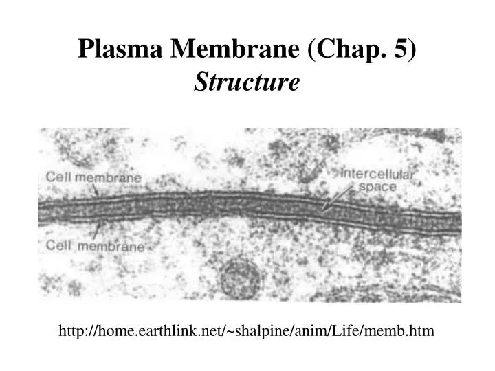 plasma membrane chap 5 structure