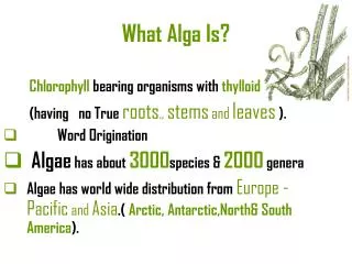 What Alga Is?
