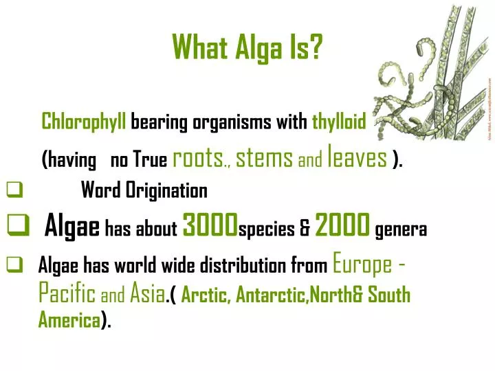 what alga is