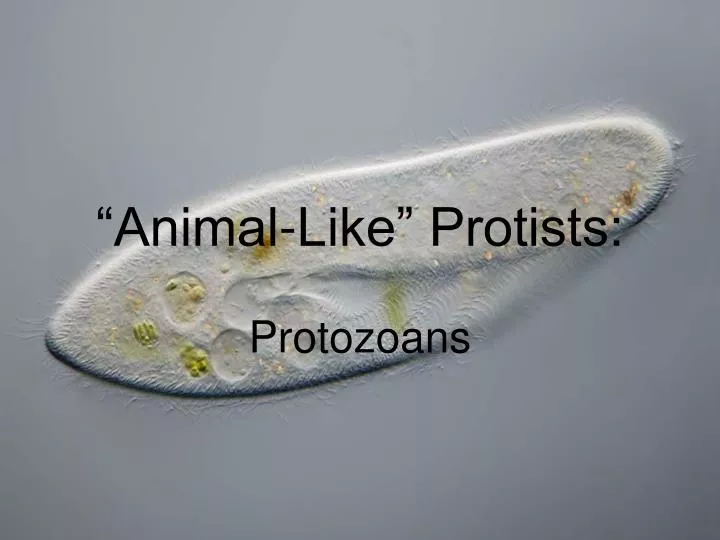 animal like protists