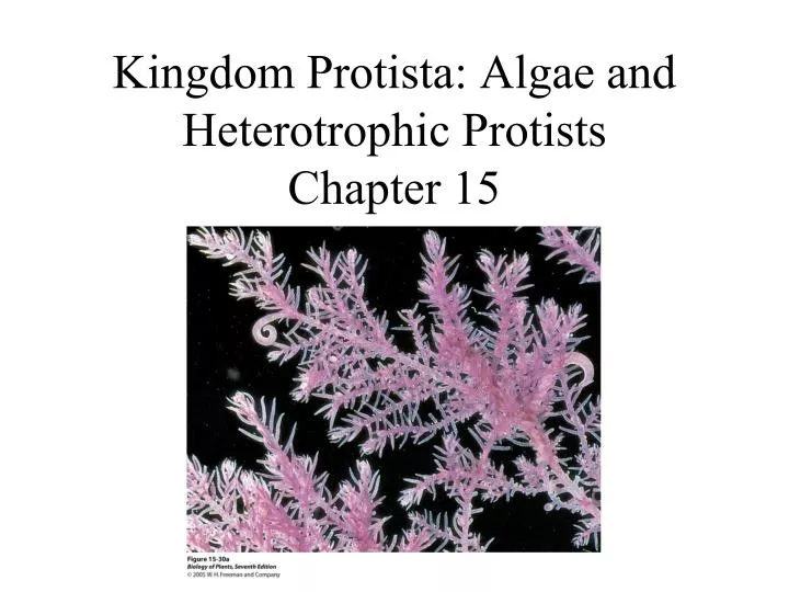 kingdom protista algae and heterotrophic protists chapter 15