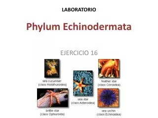 laboratorio phylum echinodermata