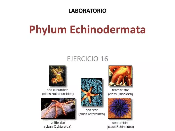 laboratorio phylum echinodermata