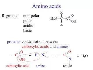 Amino acids