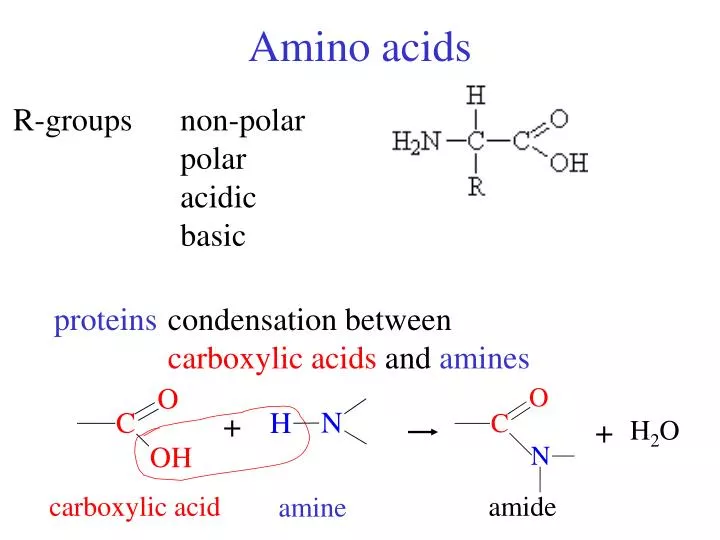 amino acids