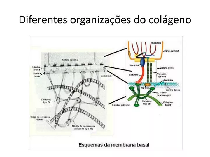 diferentes organiza es do col geno