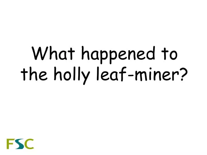 what happened to the holly leaf miner