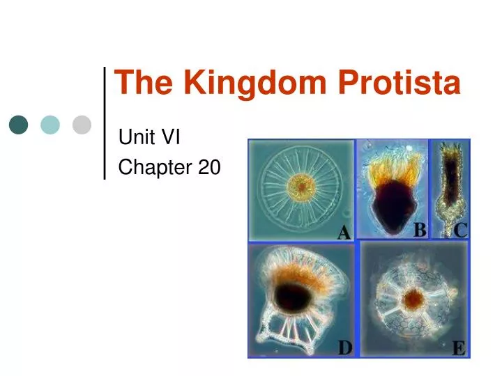 the kingdom protista
