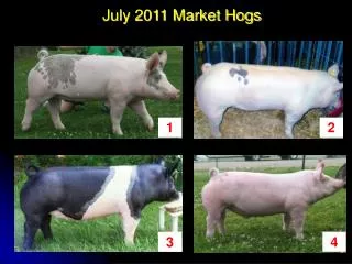 July 2011 Market Hogs