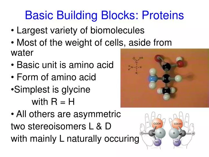 basic building blocks proteins