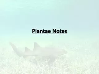 Plantae Notes