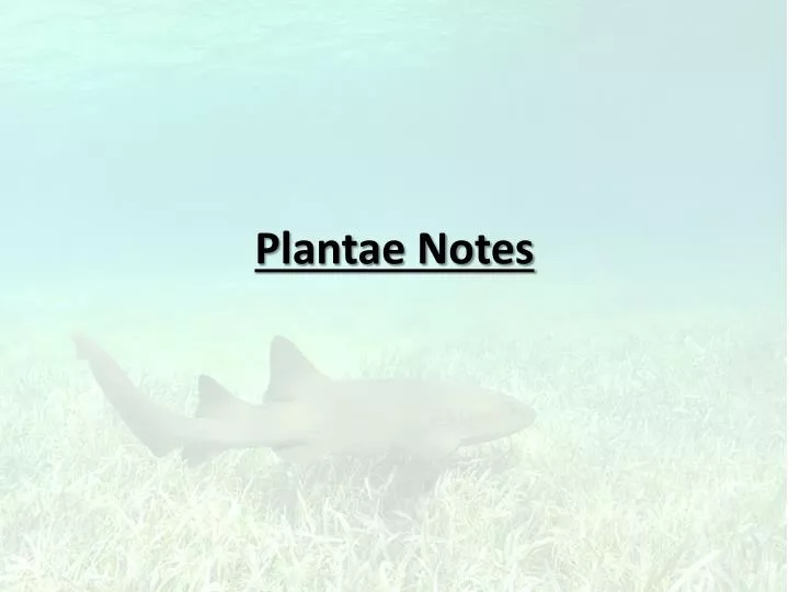 plantae notes