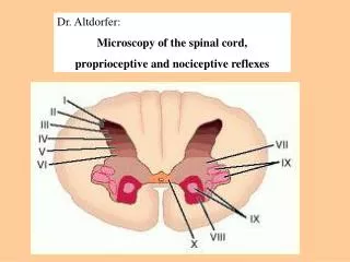 Dr. Altdorfer: Microscopy of the spinal cord, proprioceptive and nociceptive reflexes