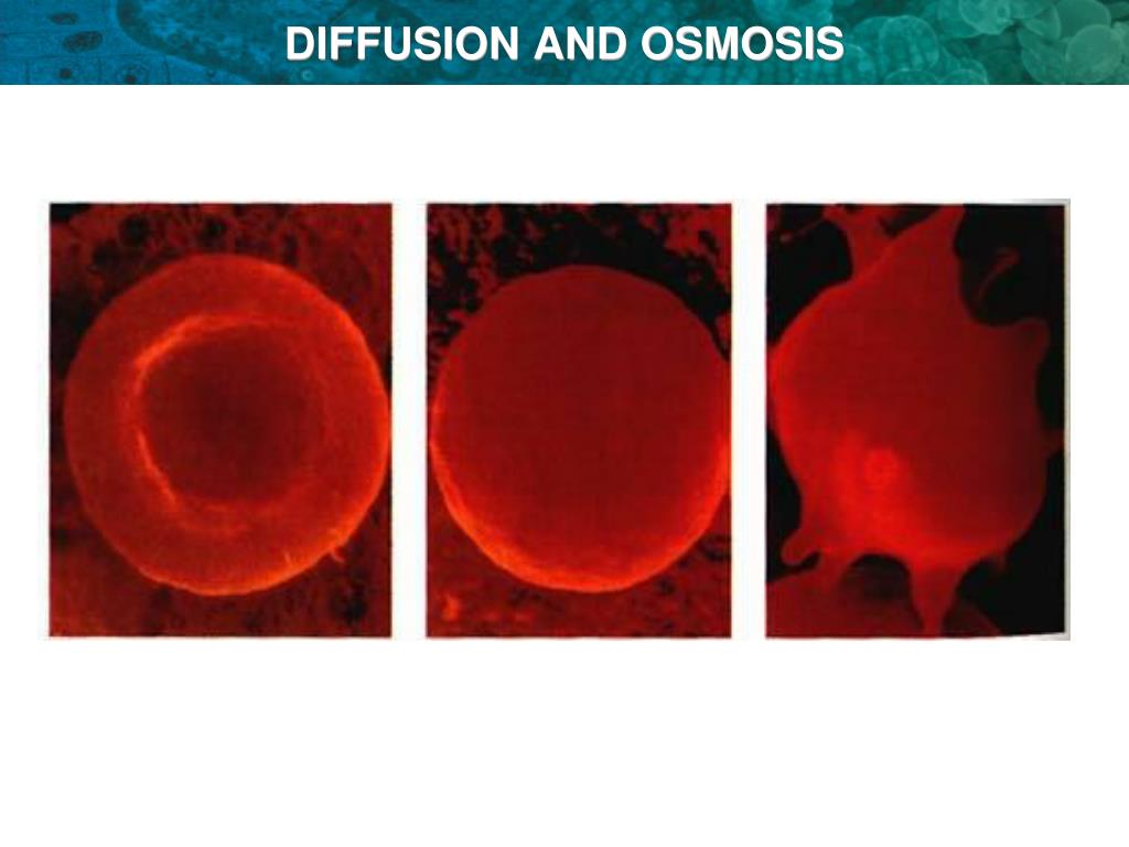 PPT - DIFFUSION AND OSMOSIS PowerPoint Presentation, free download - ID ...