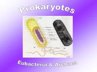 Prokaryotes