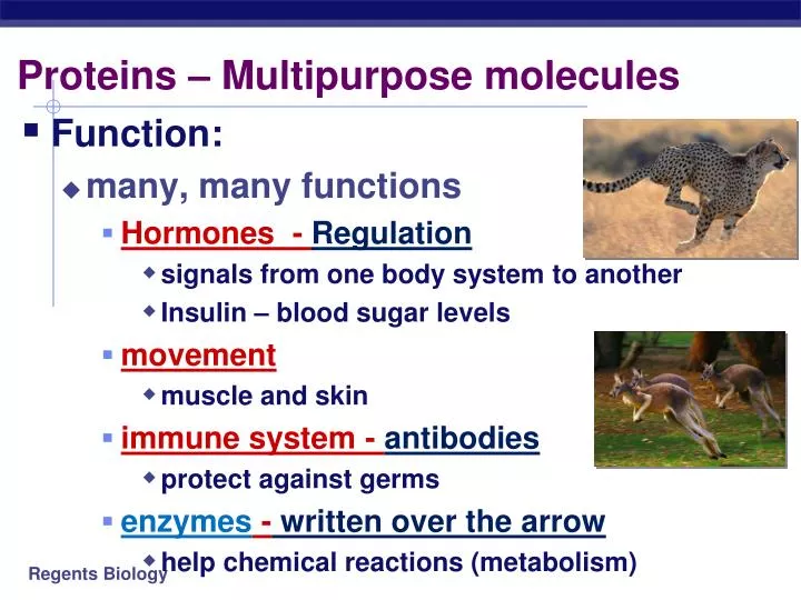 proteins multipurpose molecules