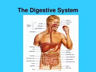 The Digestive System