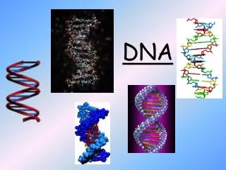 DNA